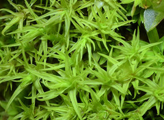 Didymodon vinealis