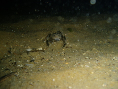 Batrachomoeus dubius