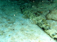 Papilloculiceps longiceps