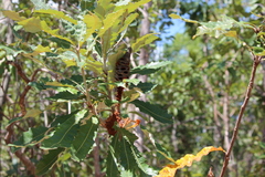 Banksia dentata