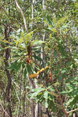 Banksia dentata