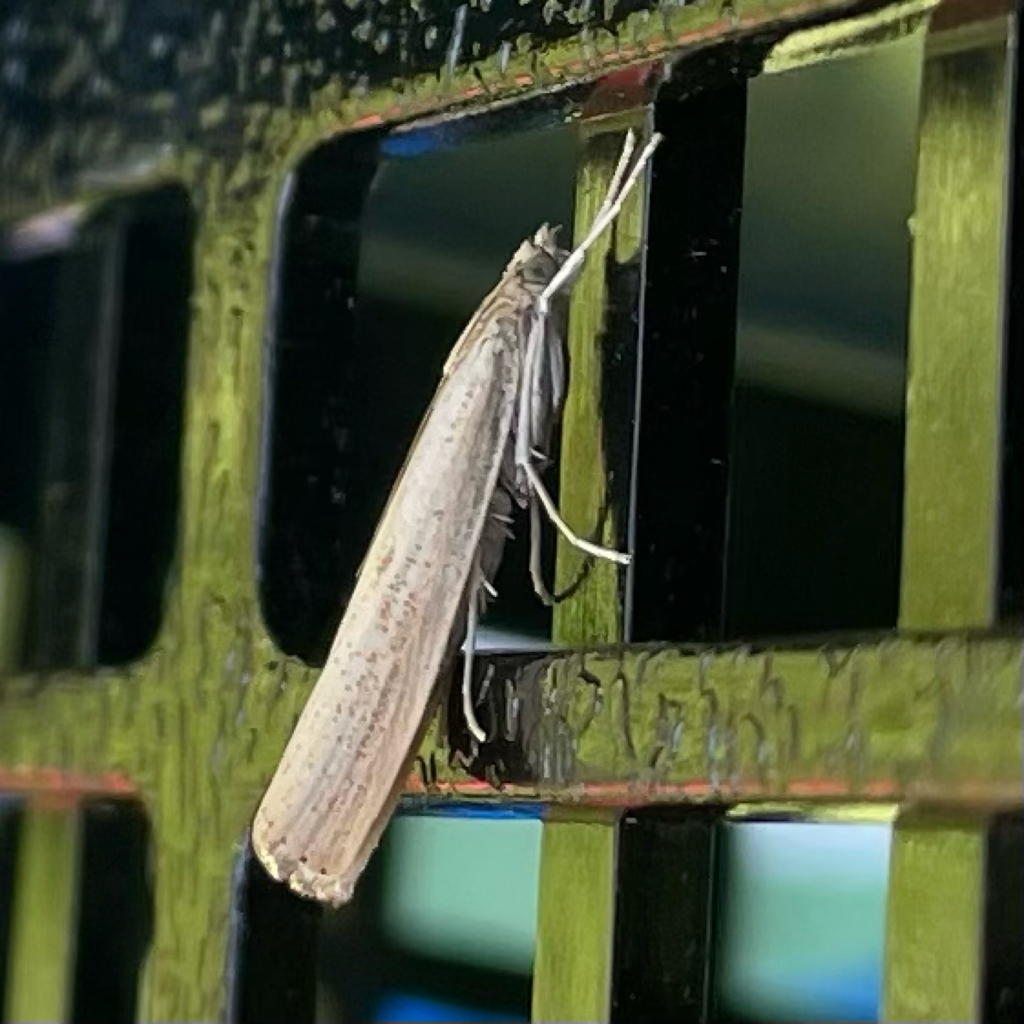 Vagabond Sod Webworm Moth From Peterborough On September 3 2023 At 02   Large 