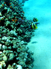 Heniochus intermedius