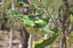 Banksia dentata