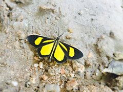 Smicropus intercepta