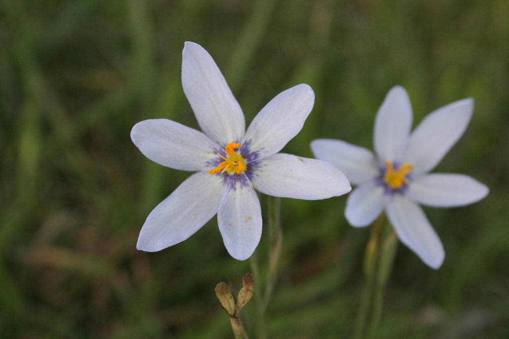 Calydorea azurea