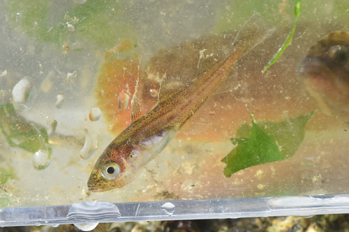Alaska pollack (Gadus chalcogrammus) — Gadidae — 2