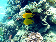 Chaetodon semilarvatus