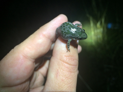 Pseudacris clarkii