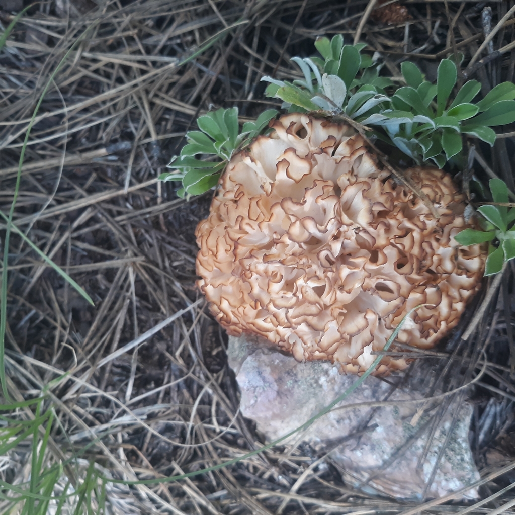 cauliflower mushrooms from Flagstaff, AZ 86024, USA on September 6
