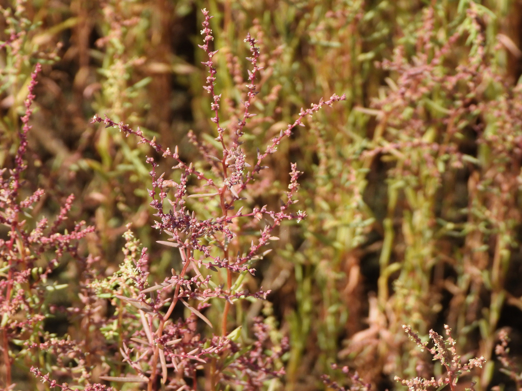 striped-stalked saltwort