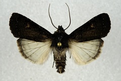 Euxoa velleripennis