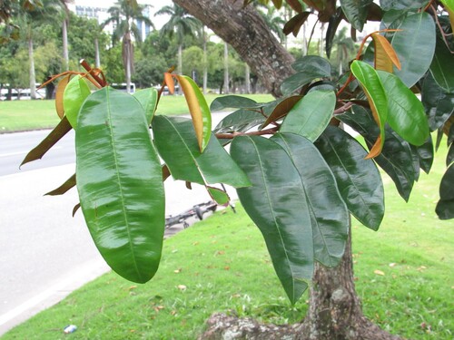 Chrysophyllum cainito - Leaves