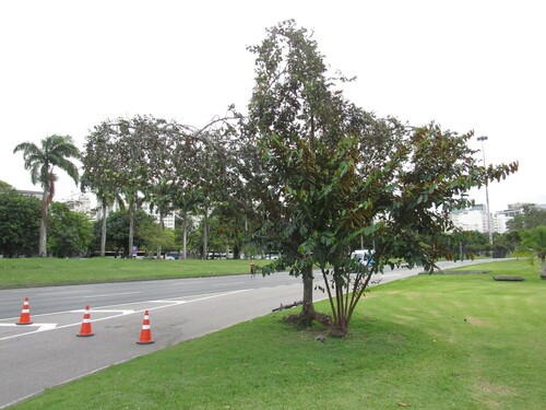 Chrysophyllum cainito - Whole tree