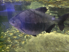 Piaractus brachypomus