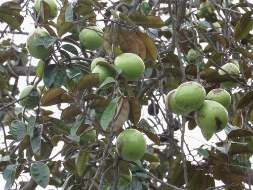 Chrysophyllum cainito - Flowers