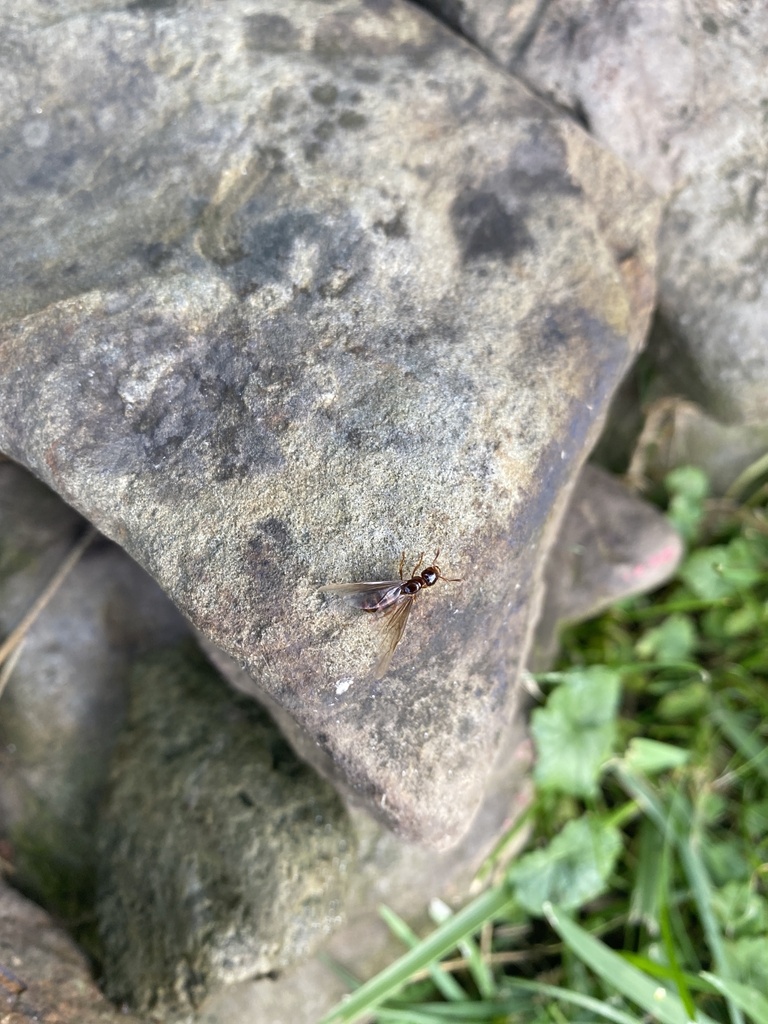 Winged and Oncewinged Insects from Crandall Rd, Albion, NY, US on