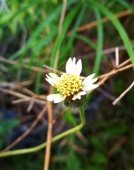 Tridax procumbens