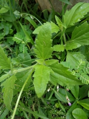 Tridax procumbens