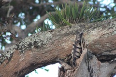 Brassavola