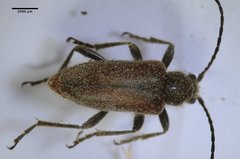 Brachysomida californica