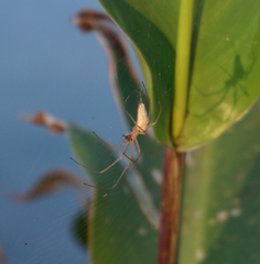 Tetragnatha straminea