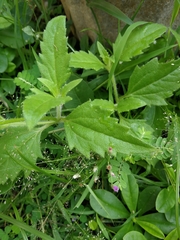Tridax procumbens
