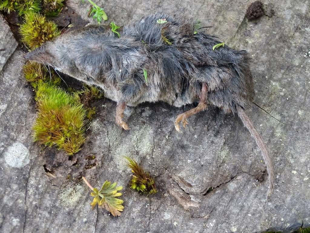 Blind Small-Eared Shrew