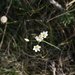 Nothoscordum gaudichaudianum - Photo (c) Lili Giussani, some rights reserved (CC BY-NC-SA), uploaded by Lili Giussani