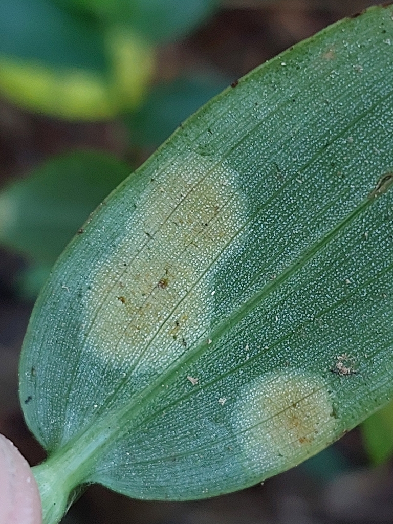 Tradescantia yellow leaf spot