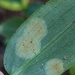 Tradescantia Yellow Leaf Spot - Photo (c) Eliah Murdoch-Pike, some rights reserved (CC BY-NC), uploaded by Eliah Murdoch-Pike