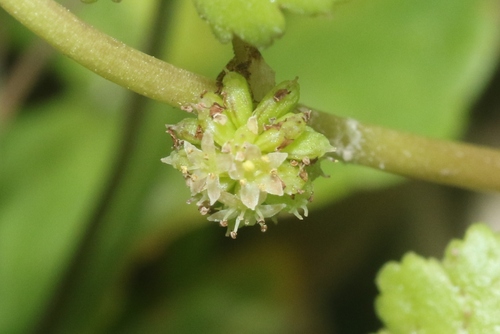 Sibthorp's Pennywort