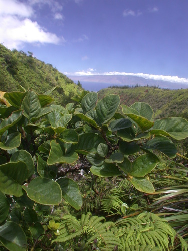 Wikstroemia bicornuta
