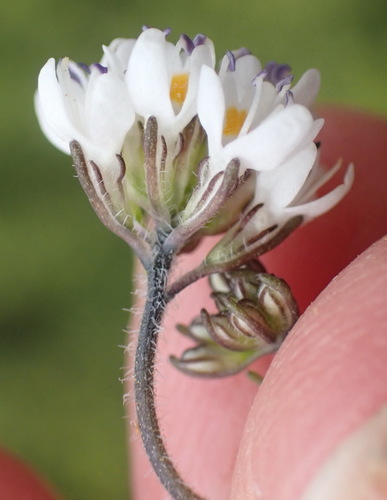 Image of Phyllopodium elegans by (c) Nicola van Berkel, some rights reserved (CC BY-SA)