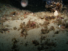 Idiotropiscis lumnitzeri