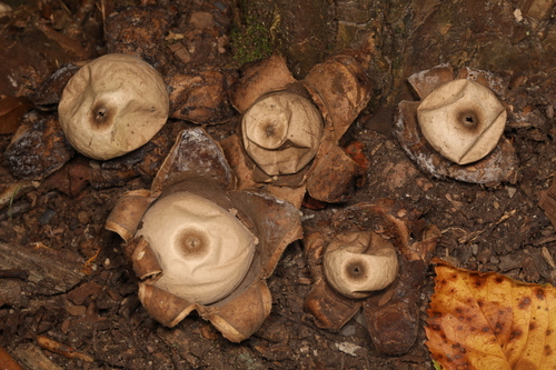 Geastrum