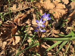 Scilla