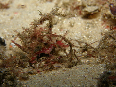 Idiotropiscis lumnitzeri