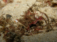 Idiotropiscis lumnitzeri