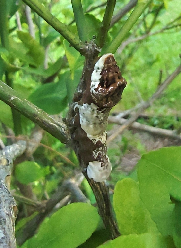 Eastern Giant Swallowtail from Mandarin, Jacksonville, FL 32223, USA on ...