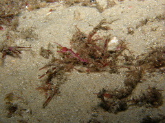 Idiotropiscis lumnitzeri