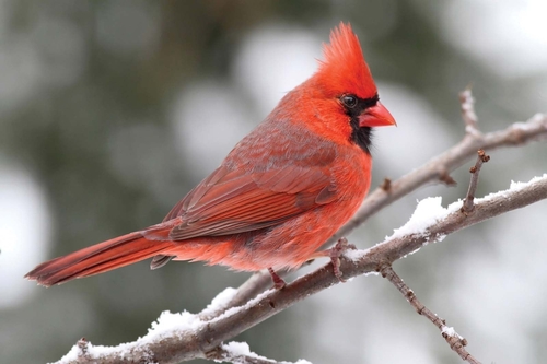 Northern Cardinal photographed in New Jersey