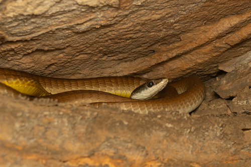 Common Tree Snake sighting