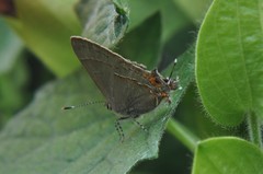 Electrostrymon guzanta