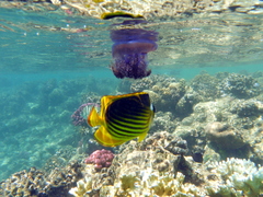 Chaetodon fasciatus
