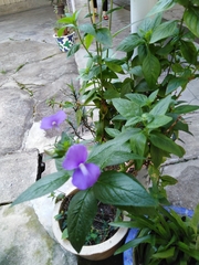Achetaria azurea