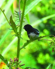 Sporophila luctuosa