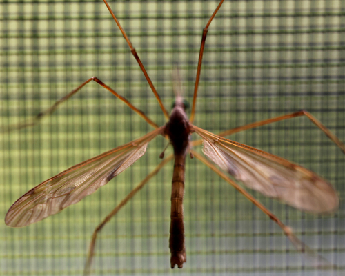 Tipula ultima photo 4
