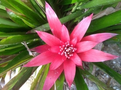 Tillandsia imperialis