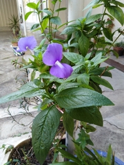 Achetaria azurea